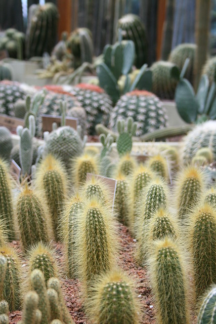 Cactus skyline