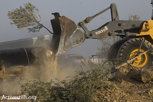 uprooting olive trees of al araqeeb