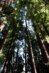 Redwood Majesty