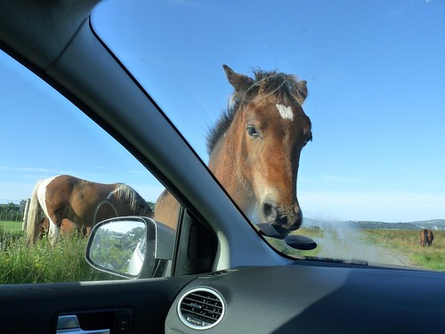 22367 - Gower horses on the Llanrhidian marsh road