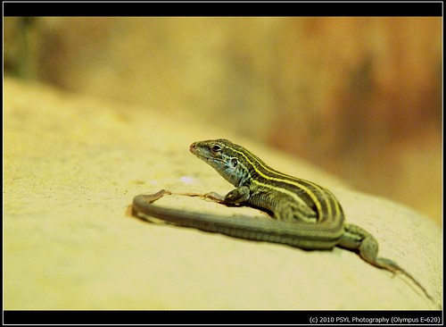 Grassland Whiptail Lizard (Cnemidophorus uniparens)