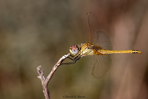 Dragonfly Perfil