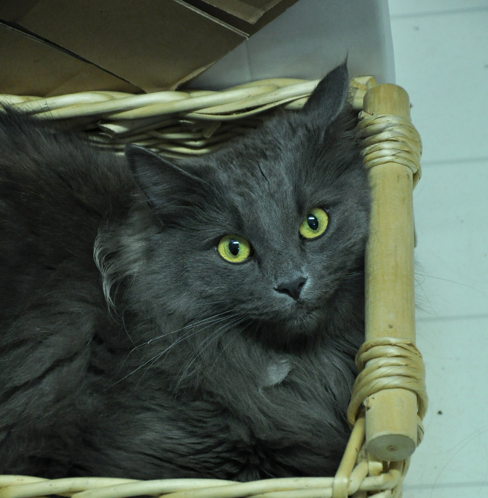 recycling basket kitty