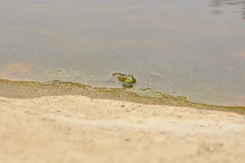 Froggie hiding