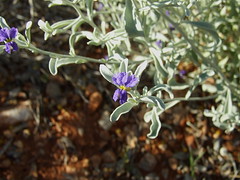 Solanaceae DSCF8172