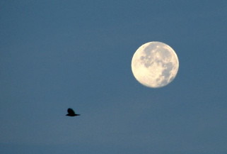 Super Harvest Moon and a Blackbird - Photo by Jared Mysko