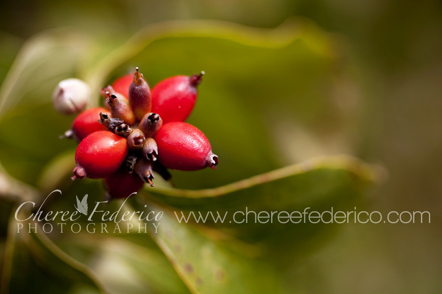 Red Dogwood Berries Blog