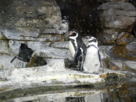 Pinguins nojentos