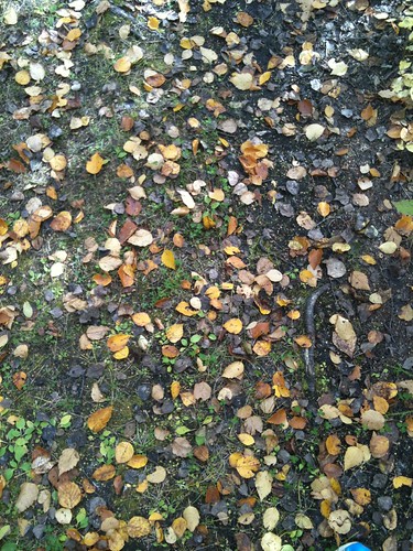 Fall Path