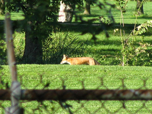 Red Fox on Hiawatha Golf Course