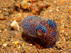 Bobtail squid - Komodo, Indonesia