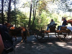 Horse Drawn Wagon 