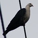 IMG_3343 White headed pigeon