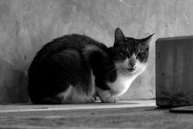 Today's Cat@2010-10-07
