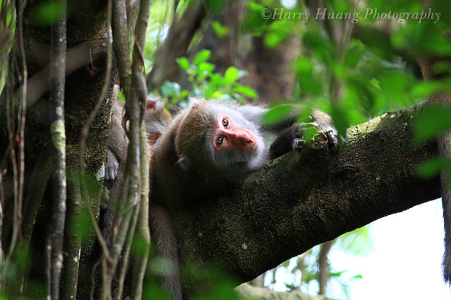 2_MG_7723-Formosan Macaque, Formosan Rock Monkey, Taiwan 台灣獼猴-猴子-獼猴-保育類動物-野生動物-猿猴-壽山國家自然公園-壽山-萬壽山-柴山-國家公園-自然公園-高雄市
