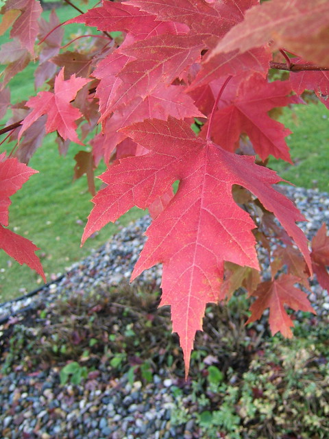 Red Maple Autumn - 2