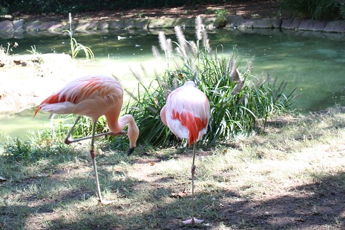 flamingoes!