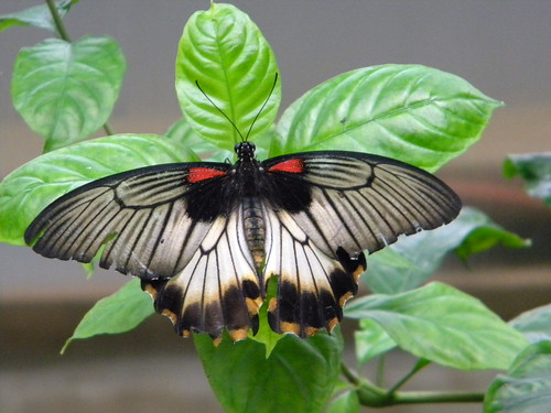 The Tropical Butterfly Garden