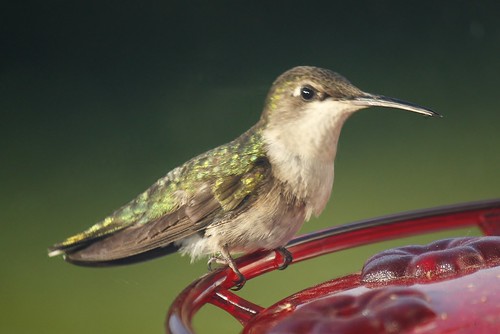 Ruby-throated hummingbird (13)