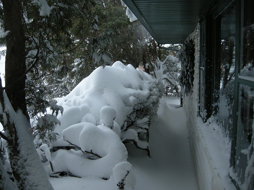 Drifted Snow on Bushes