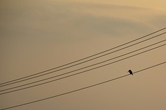 Bird on a wire 3