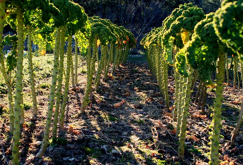 Kale Trees