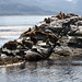Lobos marinos de un pelo nell'Isla de los lobos - Canale di Beagle
