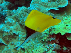 Longnose butterflyfish - Maldives
