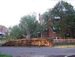 Downed tree, 3rd and Oglethorpe St. NW