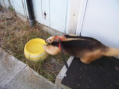 Passing the water dish