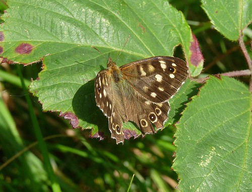 22343 - Speckled Wood butterfly