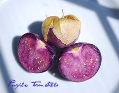 Purple Tomatillo