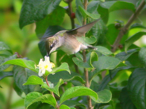 Ruby-throated Hummingbird 20100909