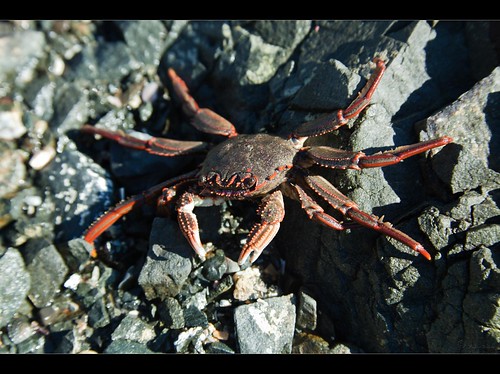 Red Crab...