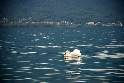 Swan on Lac Leman