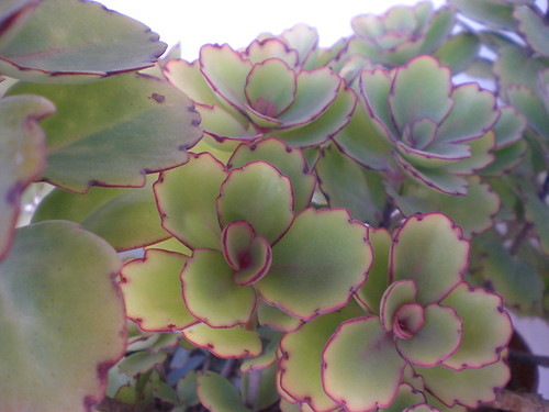 KALANCHOE laxiflora v. violacea by succulentlover77