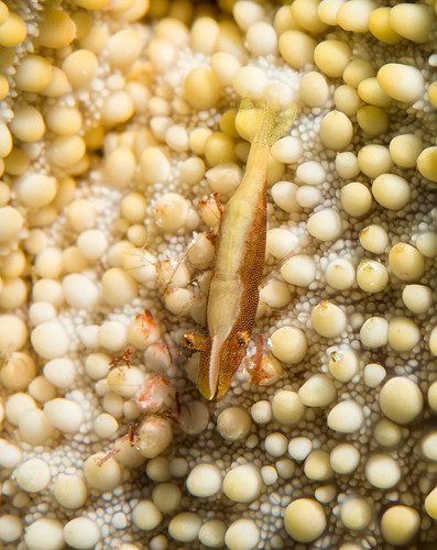 Sea Star Shrimp
