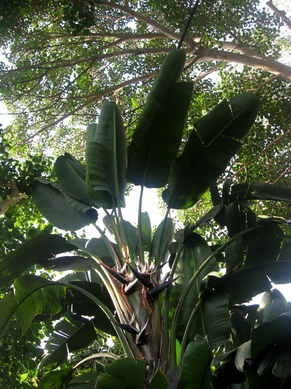 30-09-2010-birdofparadise-palms-trees