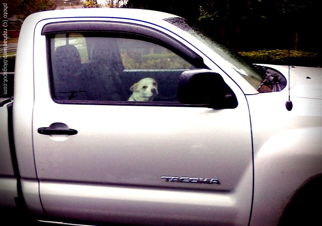 pets cute cars dogs animals portraits palm pre toyota pickuptrucks canines veicles photoscape
