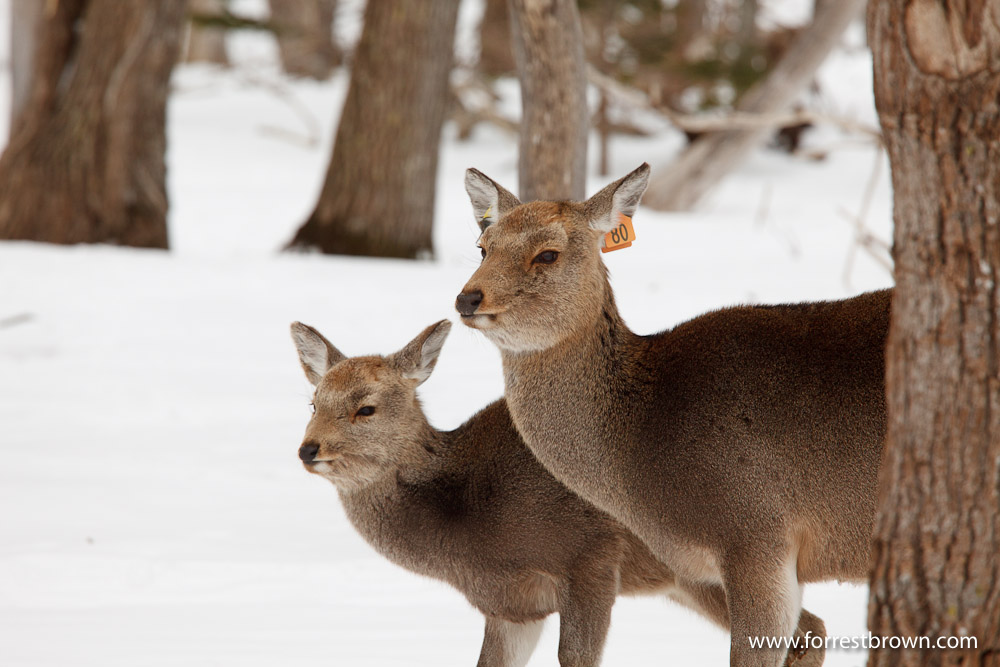 Hokkaido, Japan, Nature Photography, Workshop, Winter, Wildlife, Deer
