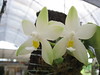 Phalaenopsis violacea var alba