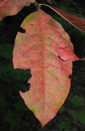 Leaf in transition