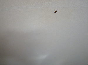 Ladybug on Kitchen Ceiling