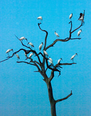 Wood storks (low light)