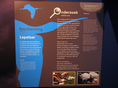 Spoonbills in the Netherlands