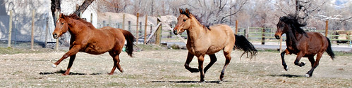 HorsesJBD-RaceLong
