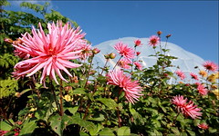 Spiky Pink Flower