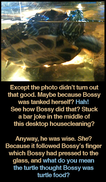 bar-turtle