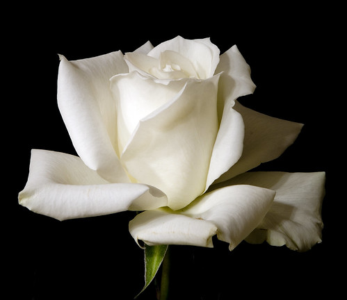 White Rose on Black