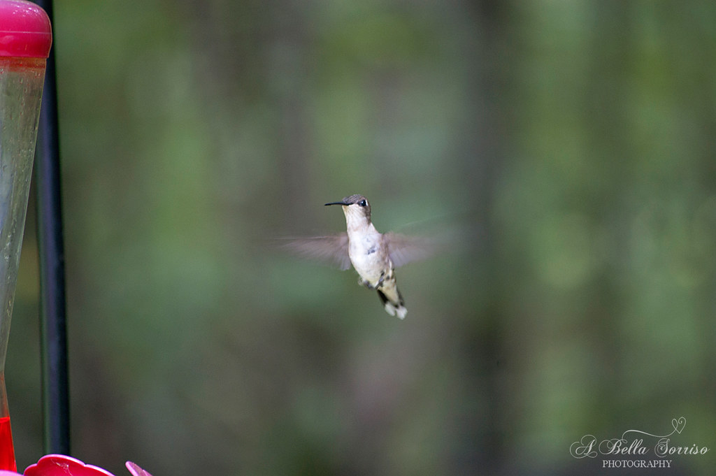 hummingbirds 01
